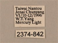 臺灣鋸翅天蛾藏品圖，第3張