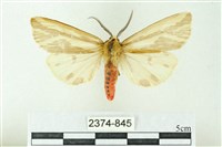 赭新污燈蛾藏品圖，第1張