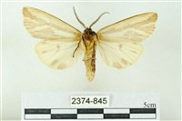 赭新污燈蛾藏品圖，第2張