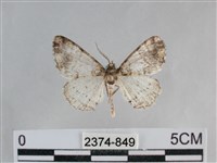 雙峰霜尺蛾藏品圖，第1張