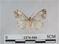 雙峰霜尺蛾藏品圖，第2張