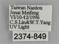 雙峰霜尺蛾藏品圖，第3張