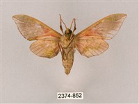 榆綠天蛾藏品圖，第2張