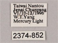 榆綠天蛾藏品圖，第3張