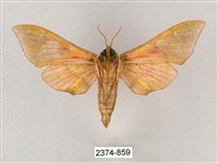 榆綠天蛾藏品圖，第2張