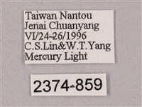 榆綠天蛾藏品圖，第3張