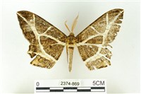 樹形尺蛾藏品圖，第1張