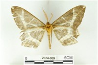 樹形尺蛾藏品圖，第2張