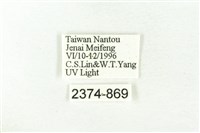 樹形尺蛾藏品圖，第3張