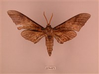 栗六點天蛾藏品圖，第1張