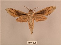 背線天蛾藏品圖，第2張