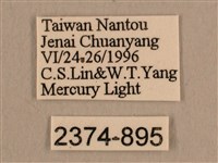 背線天蛾藏品圖，第3張