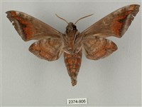 全緣缺角天蛾藏品圖，第2張