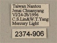 全緣缺角天蛾藏品圖，第3張