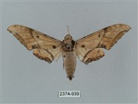 廣東鷹翅天蛾藏品圖，第1張