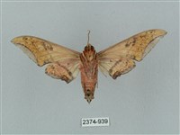 廣東鷹翅天蛾藏品圖，第2張