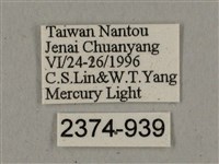 廣東鷹翅天蛾藏品圖，第3張