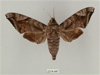 全緣缺角天蛾藏品圖，第1張