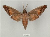 全緣缺角天蛾藏品圖，第2張