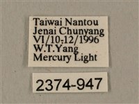 全緣缺角天蛾藏品圖，第3張