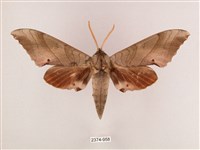 栗六點天蛾藏品圖，第1張