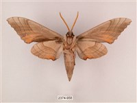 栗六點天蛾藏品圖，第2張