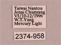 栗六點天蛾藏品圖，第3張