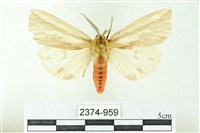 赭新污燈蛾藏品圖，第1張