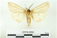 赭新污燈蛾藏品圖，第2張