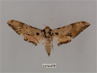 廣東鷹翅天蛾藏品圖，第1張