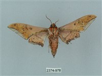 廣東鷹翅天蛾藏品圖，第2張