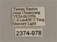 廣東鷹翅天蛾藏品圖，第3張