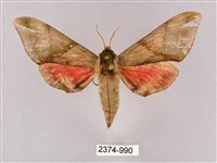 榆綠天蛾藏品圖，第1張