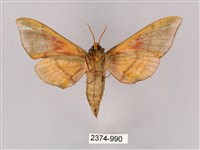 榆綠天蛾藏品圖，第2張