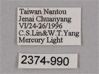 榆綠天蛾藏品圖，第3張