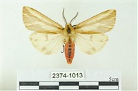 赭新污燈蛾藏品圖，第1張