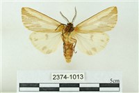 赭新污燈蛾藏品圖，第2張