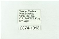 赭新污燈蛾藏品圖，第3張