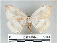 圓翅大鉤蛾藏品圖，第1張