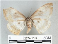 圓翅大鉤蛾藏品圖，第2張