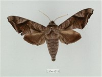 全緣缺角天蛾藏品圖，第1張