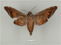 全緣缺角天蛾藏品圖，第2張