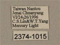 全緣缺角天蛾藏品圖，第3張