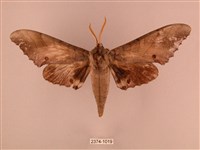 栗六點天蛾藏品圖，第1張