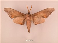 栗六點天蛾藏品圖，第2張