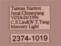 栗六點天蛾藏品圖，第3張