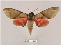 榆綠天蛾藏品圖，第1張