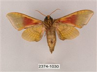 榆綠天蛾藏品圖，第2張