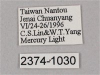 榆綠天蛾藏品圖，第3張