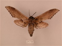 臺灣鋸翅天蛾藏品圖，第2張